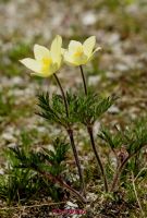 Alpen Anemone (13)